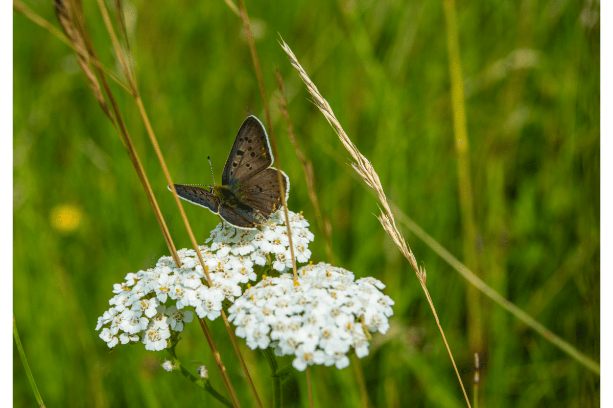 butterfly on white yarrow