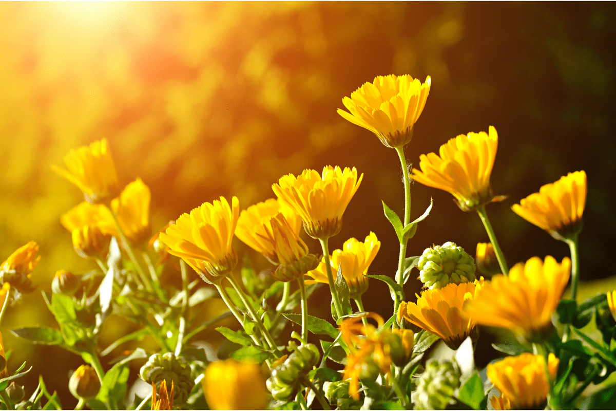 yellow calendula flowers in sun