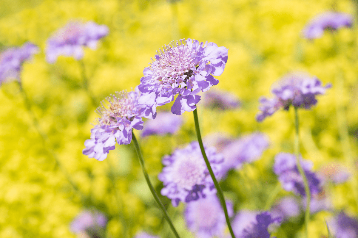 lavender scabiosa flowers in garden