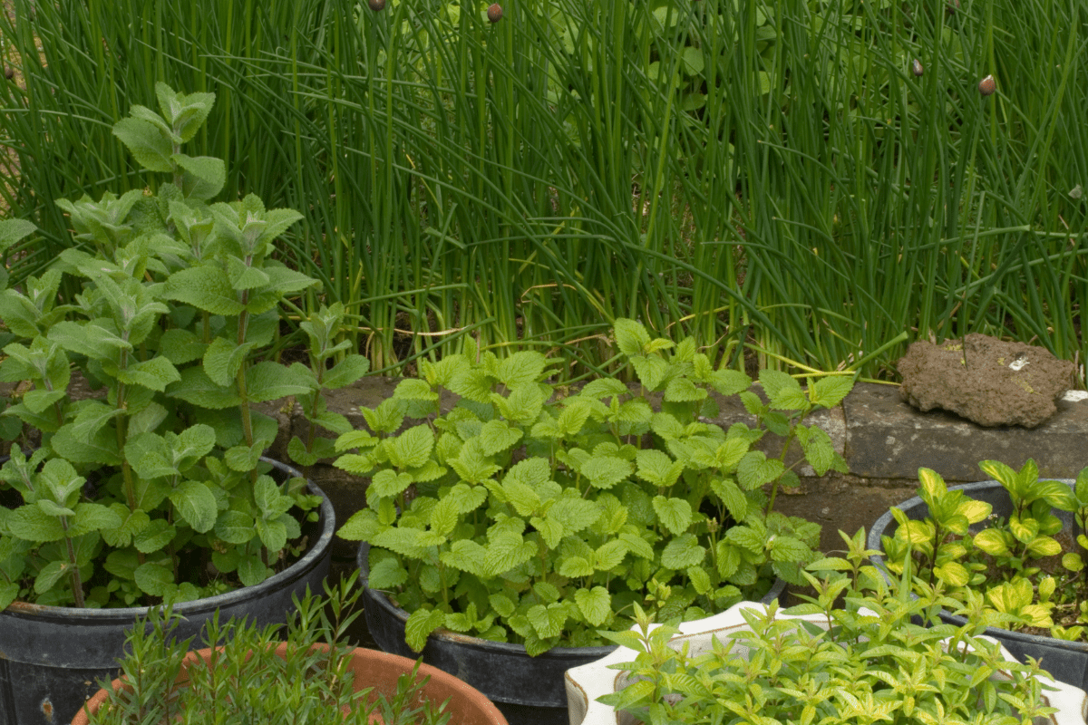 several pots of mint growing in garden