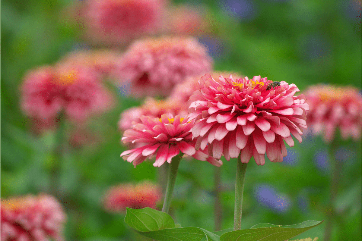 pink dahlia style zinnia with bee