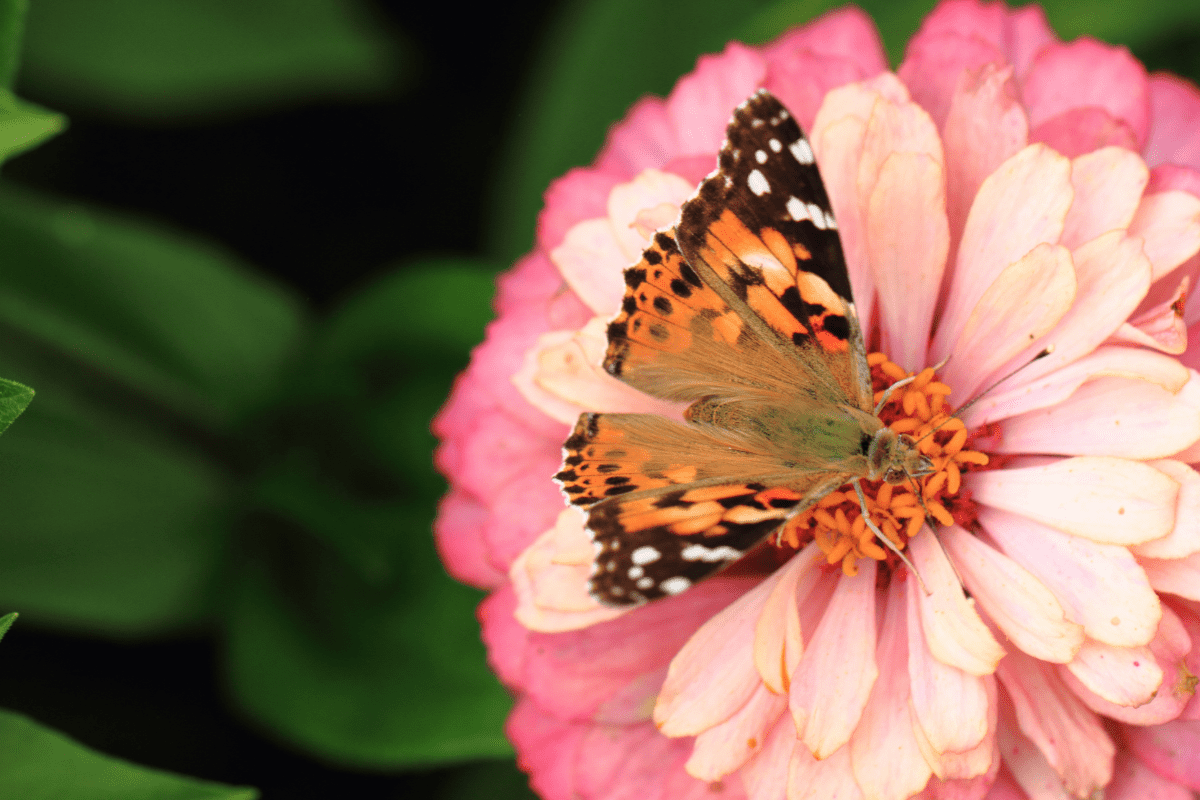 pink zinnia with butterfly