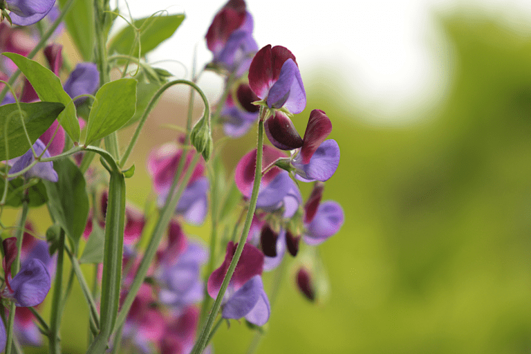 purple and maroon sweet pea flowers on vine