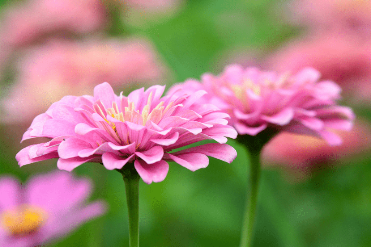 two pink zinnia flowers