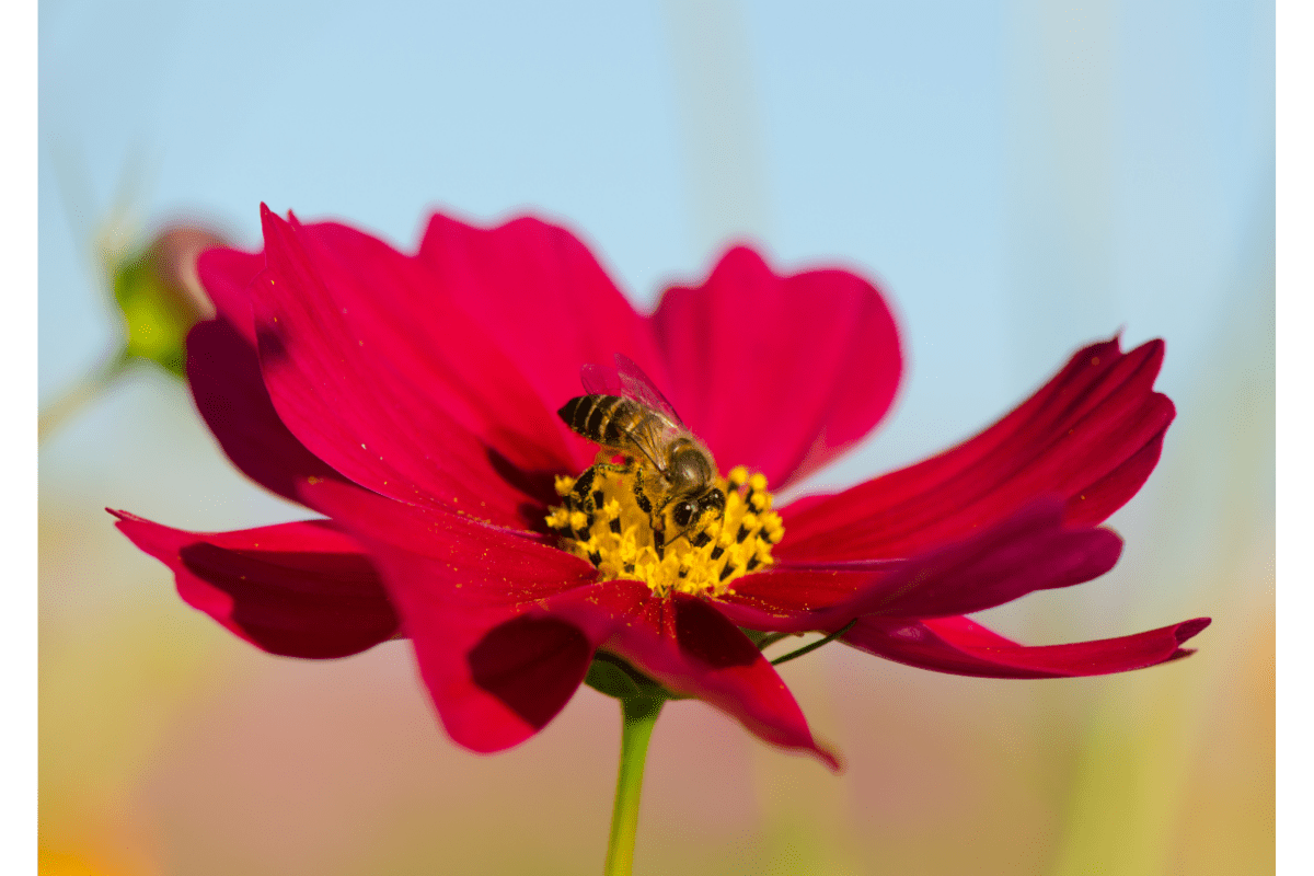bee on carmine cosmos flower