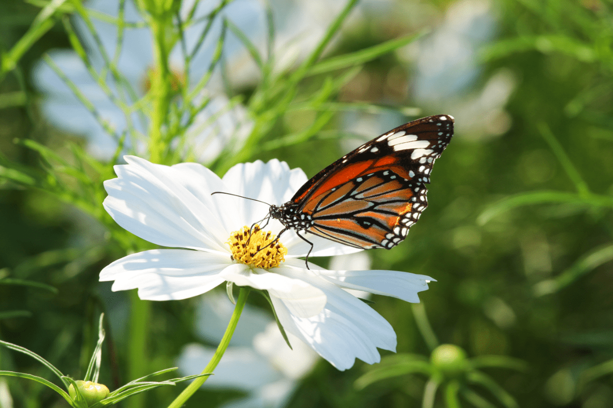 butterfly on white cosmos flower