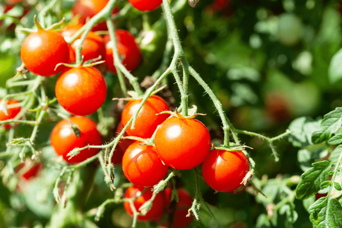 cherry tomatoes on the vine