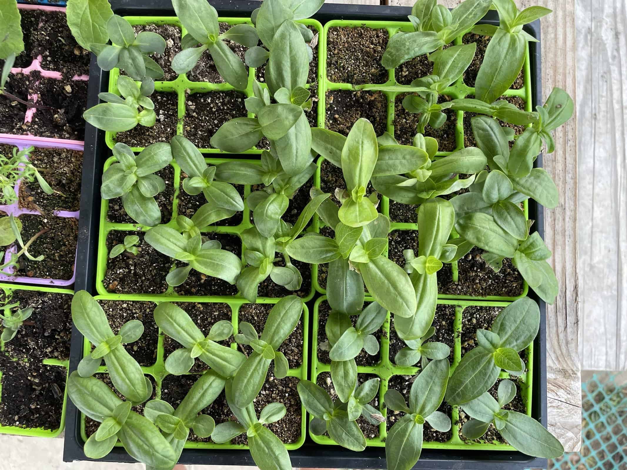 flat of green zinnia seedlings