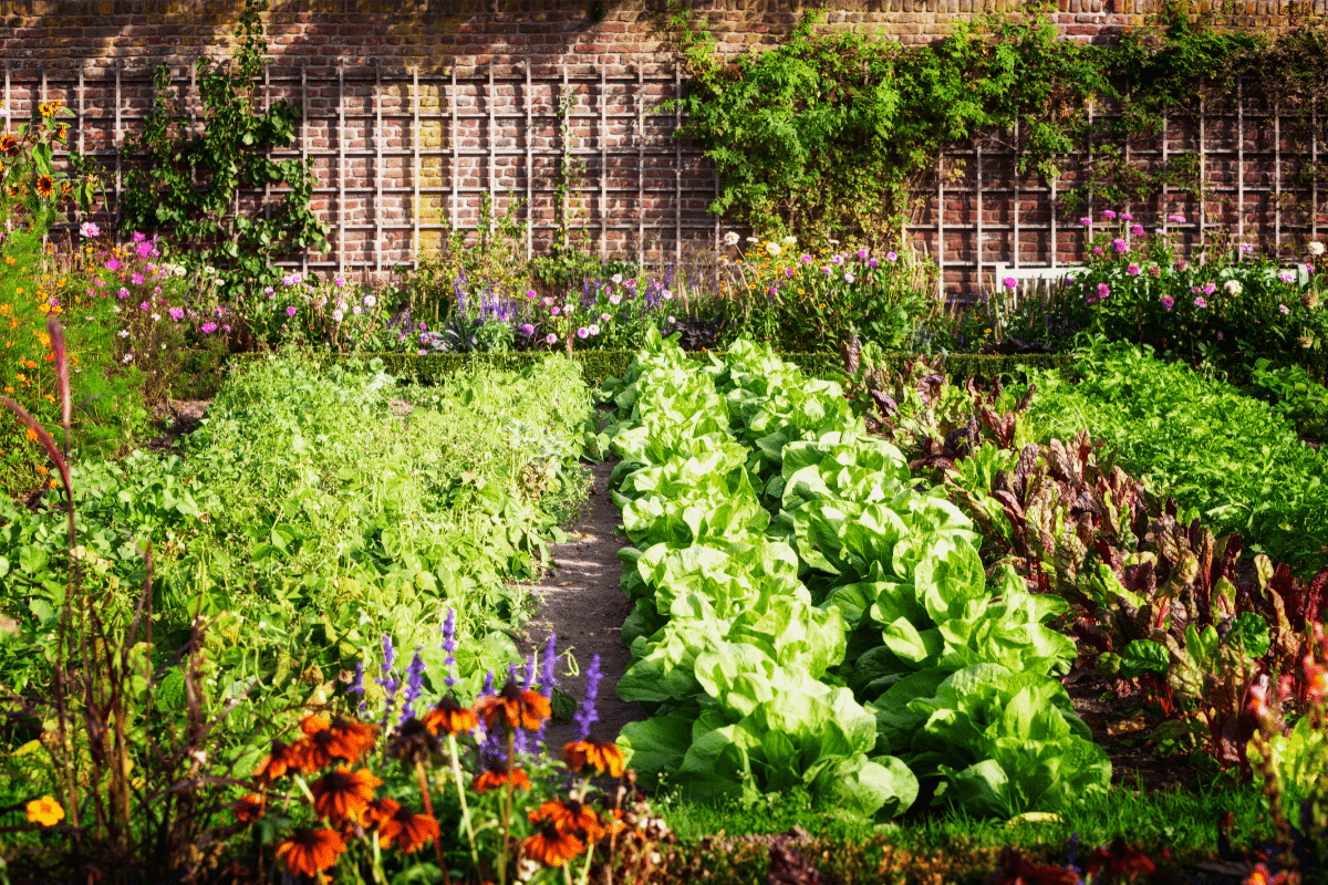 full garden with lettuce, flowers, chard