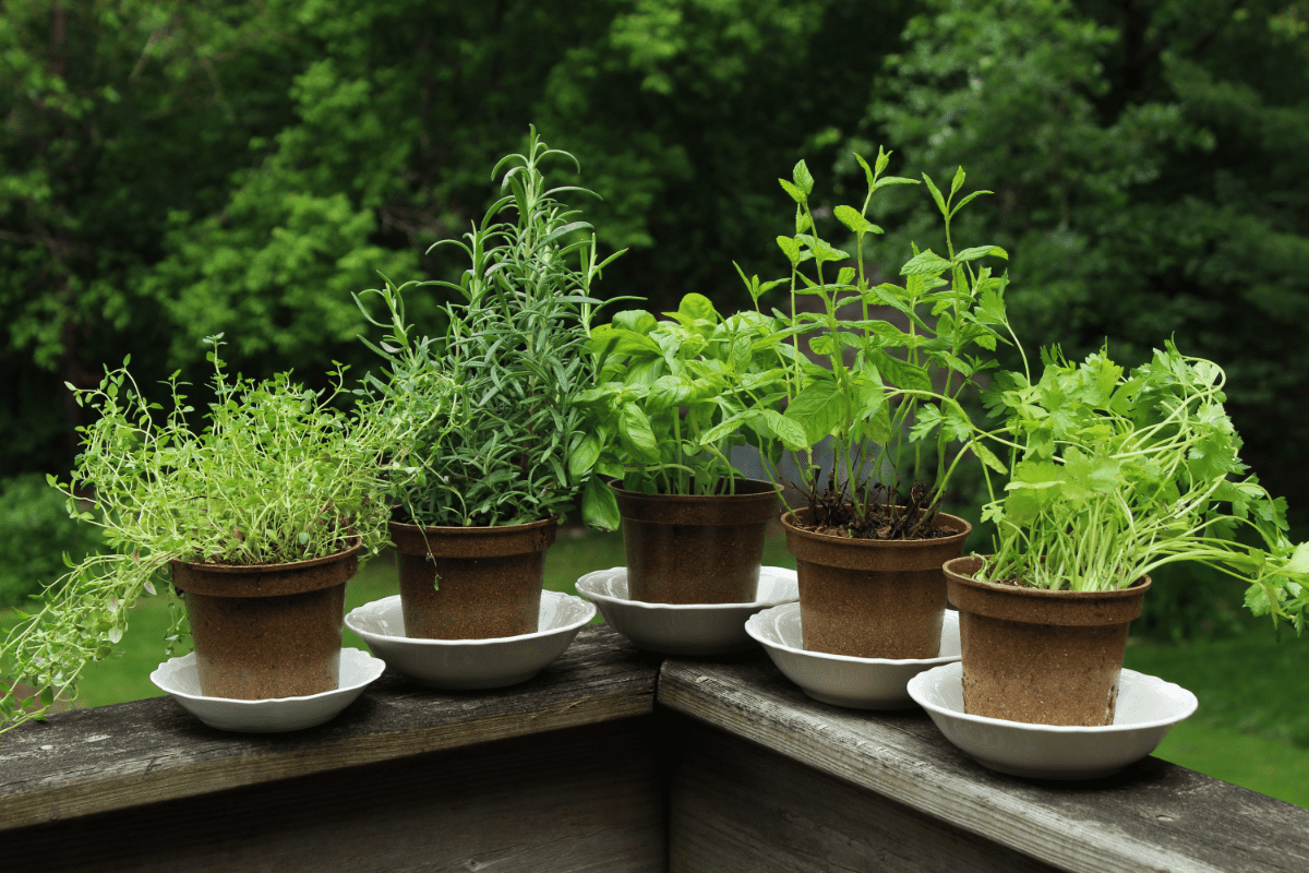 potted herbs on deck railing