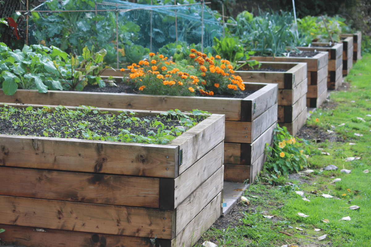 multiple tall raised beds in a garden