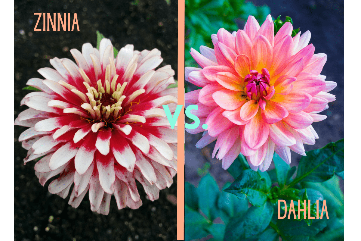 split image of zinnia and dahlia flower with words "zinnia vs. dahlia"