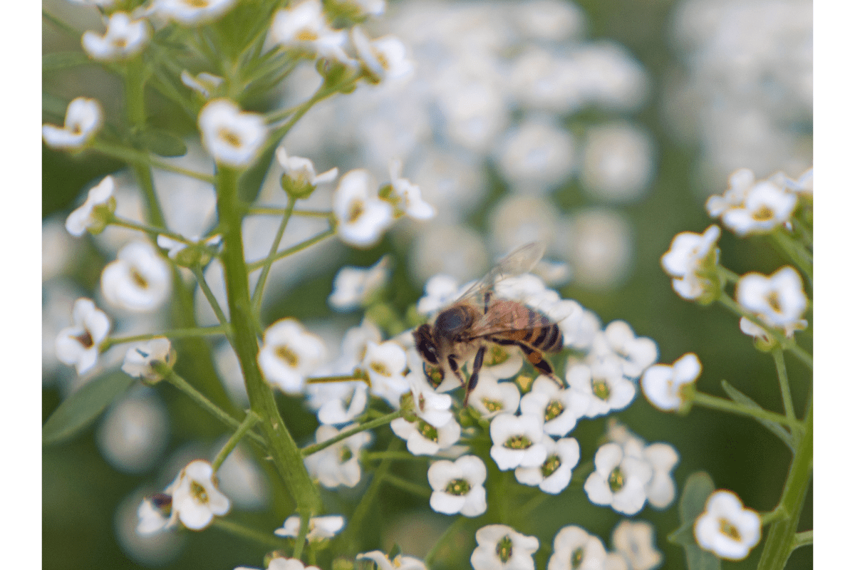 bee on alyssum flower