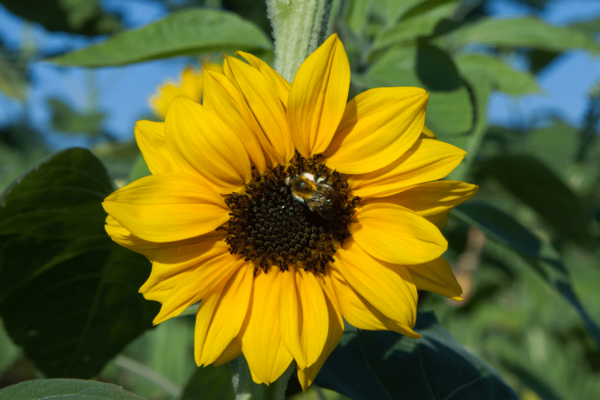 bee on pollenless sunflower