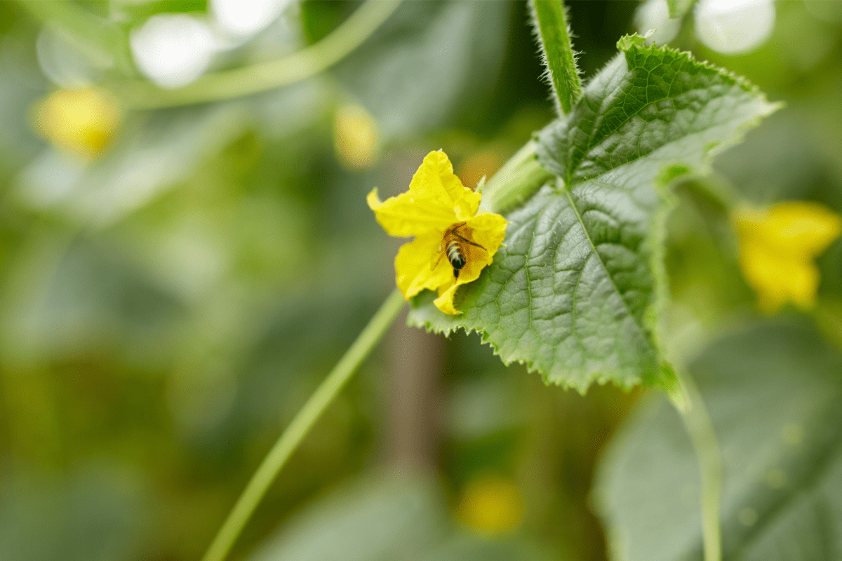 small flower on cucumber plant being pollinated by a bee