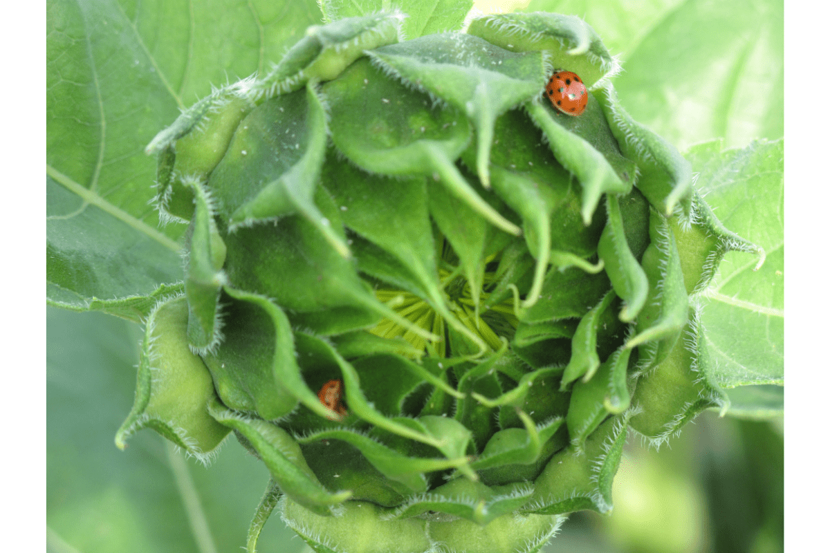 ladybugs on closed sunflower
