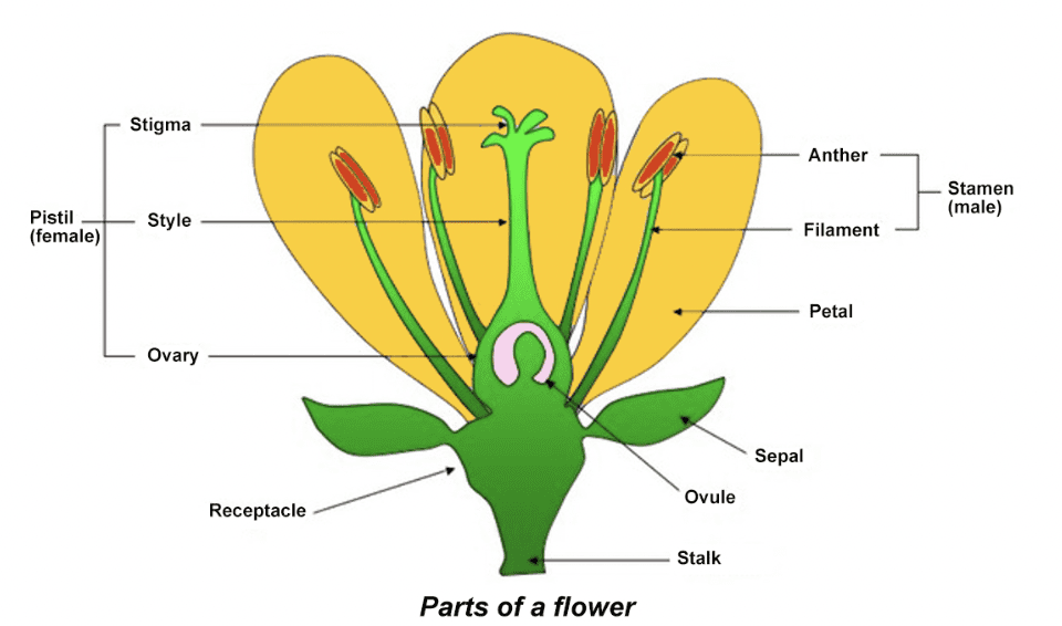 illustration of the parts of a flower labeled with text