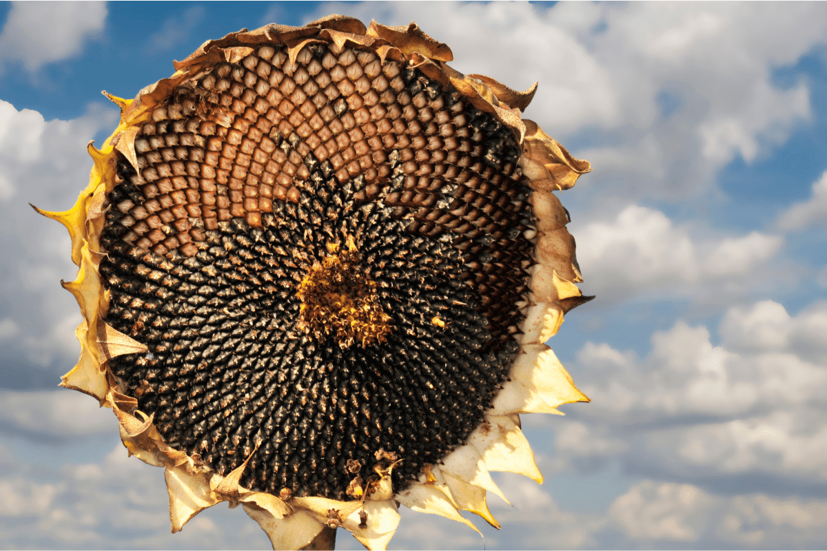 large sunflower head with seeds