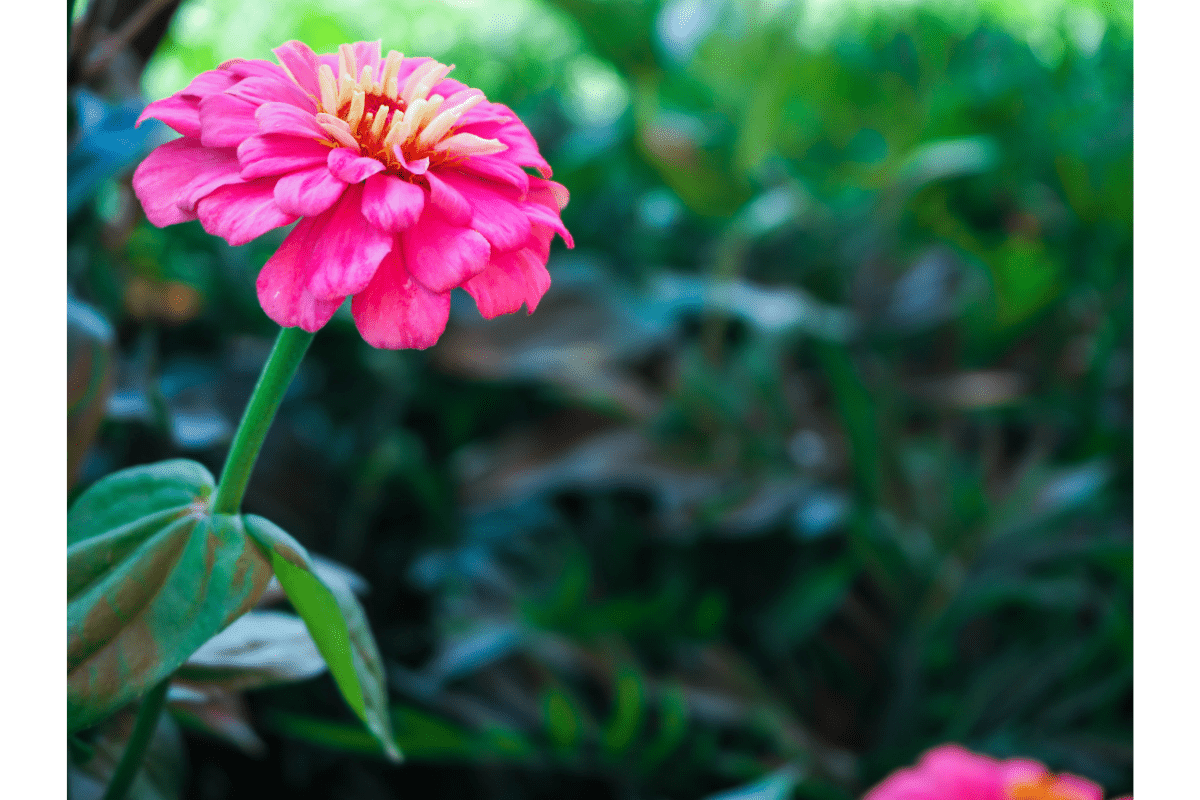 single pink zinnia flower