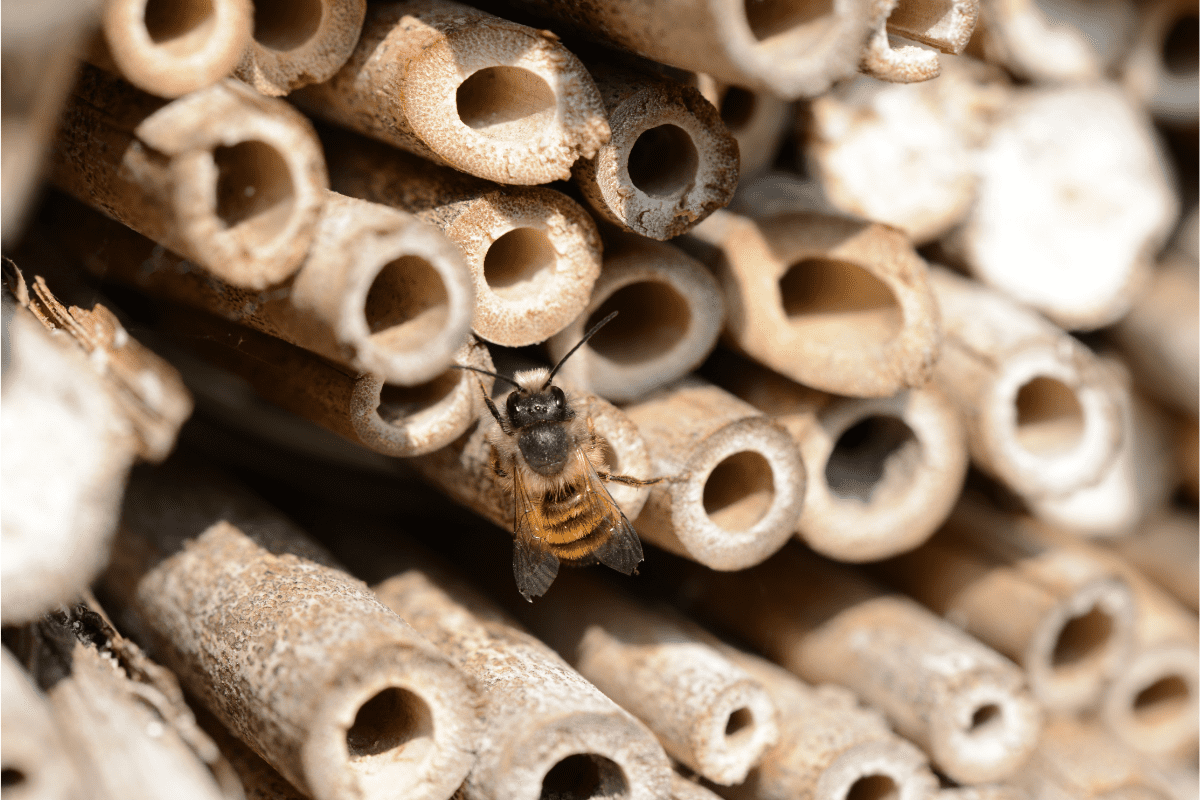 solitary bee on hollow sticks