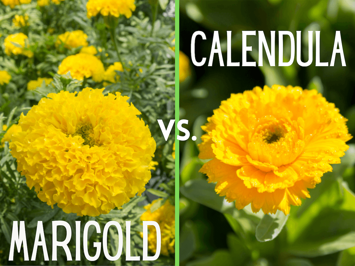 photos of marigold and calendula flowers side by side, text says "marigold vs. calendula"