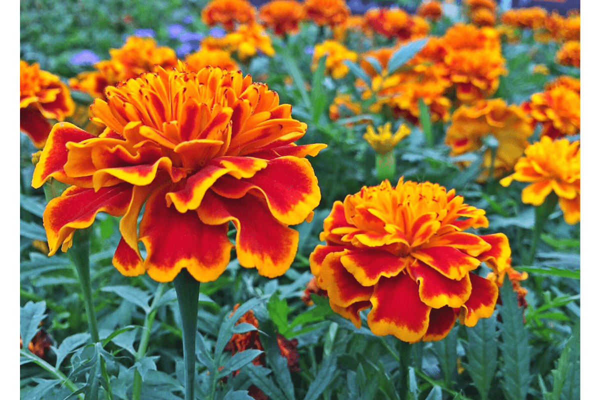 6 Reasons Your Garden Needs Marigolds (The Ultimate Companion Plant)