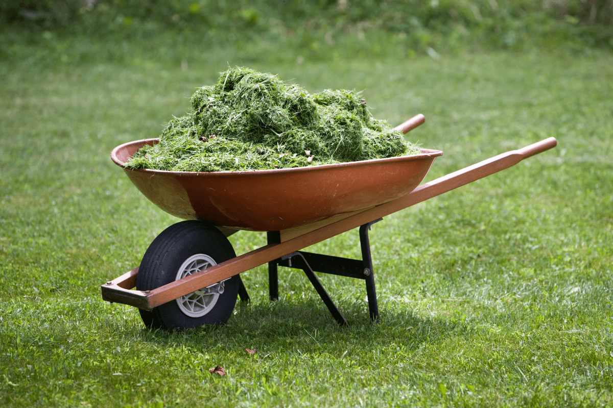 pile of grass clippings in red wheelbarrow
