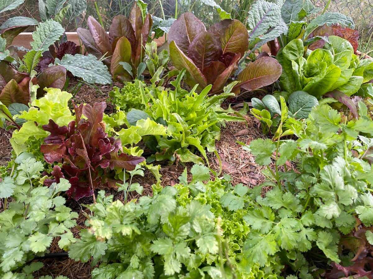 interplanted garden bed of greens, kale, cilantro