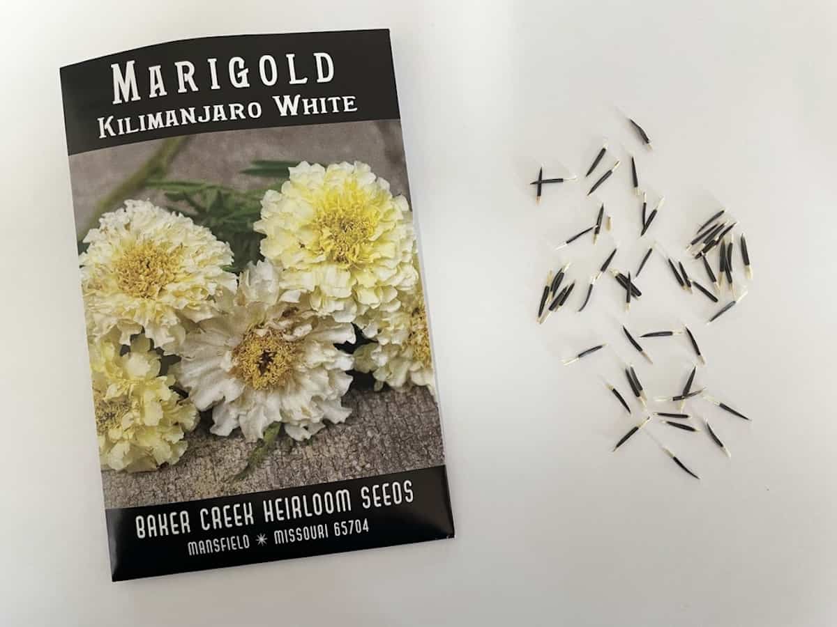 packet of marigold seeds