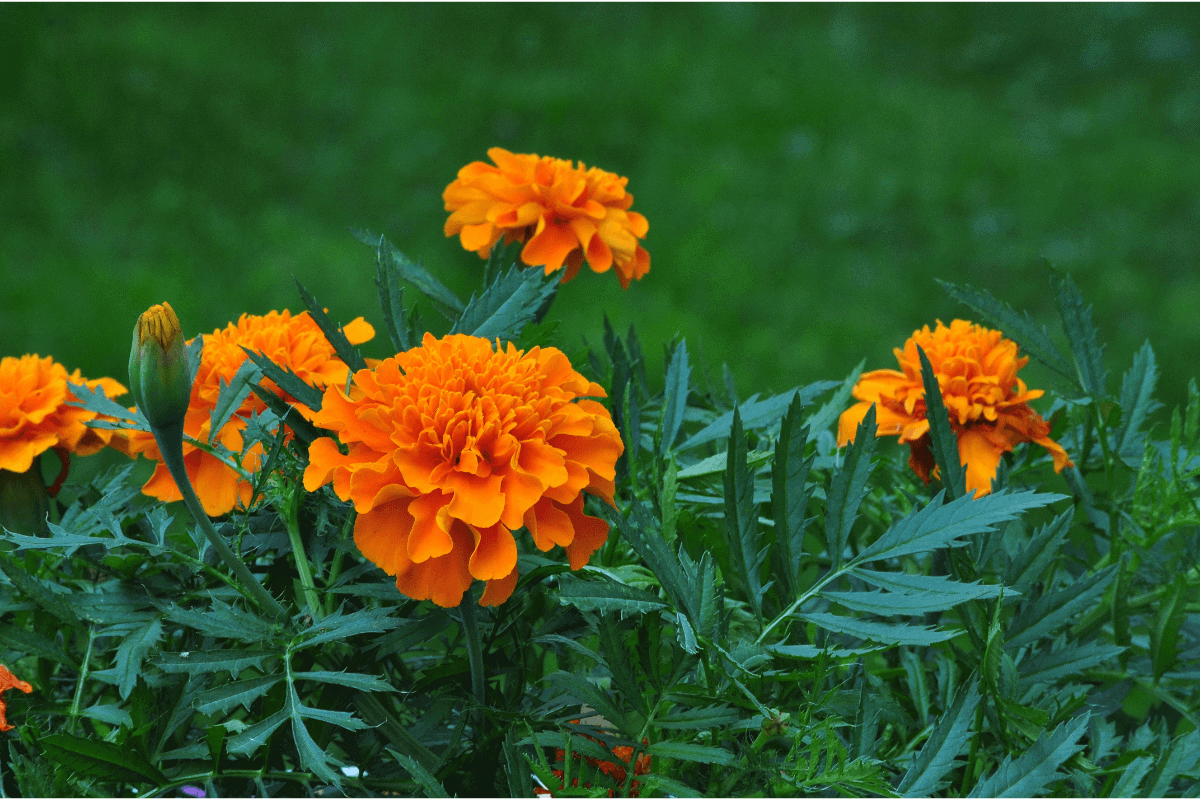 orange marigold plants