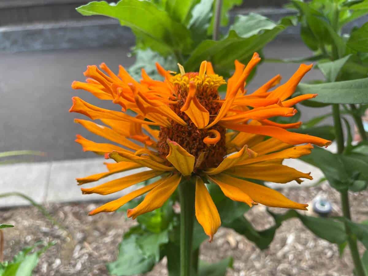 orange zinnia with two layers of petals
