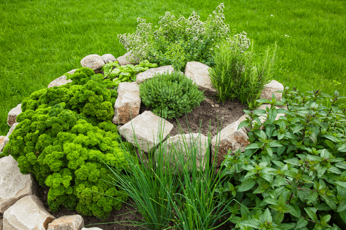 Stone spiral planter full of herbs