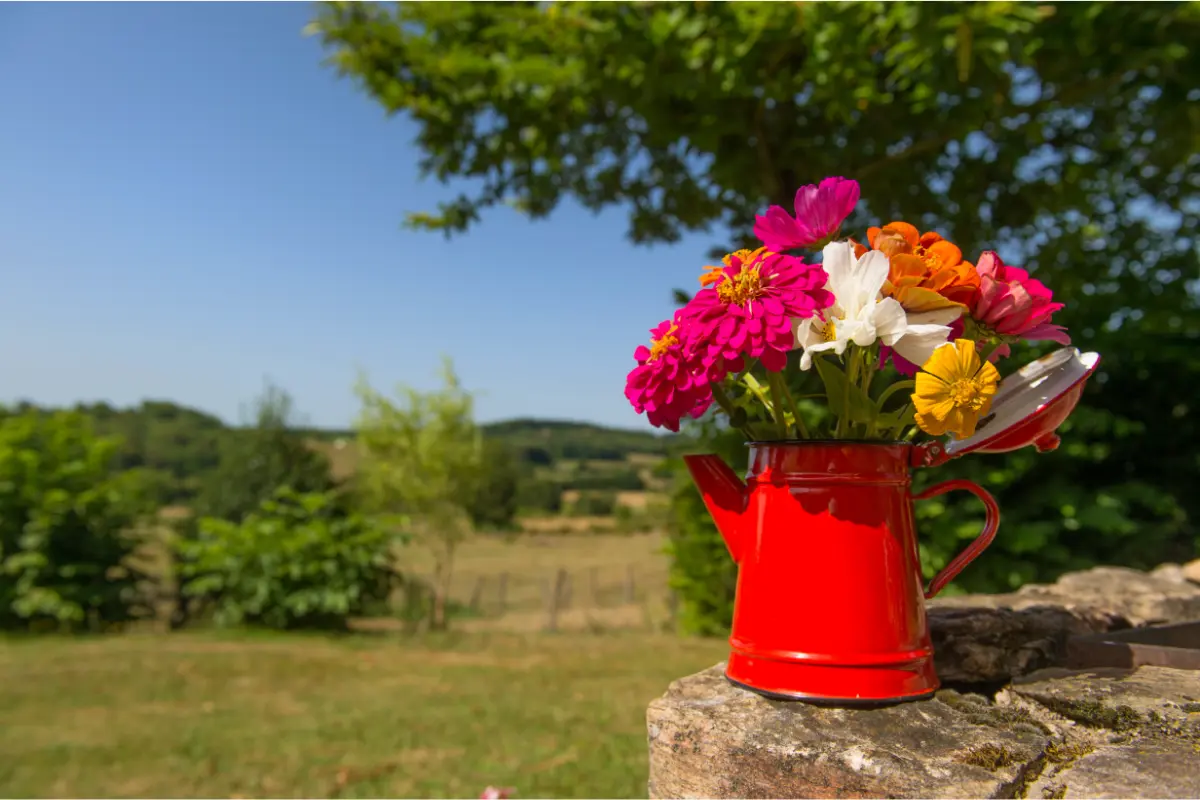 zinnias in red pitcher on a rock