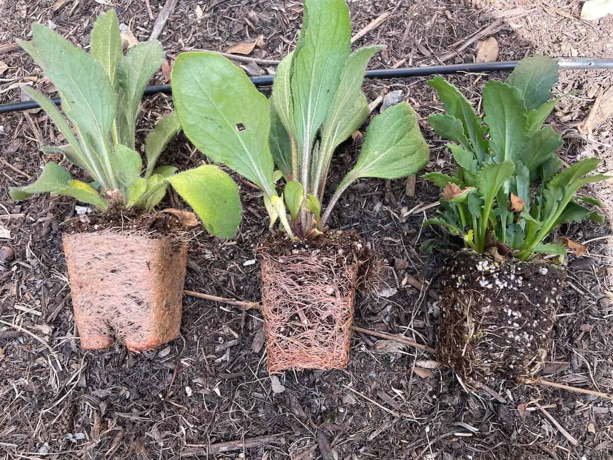 3 root bound rudbeckia seedlings