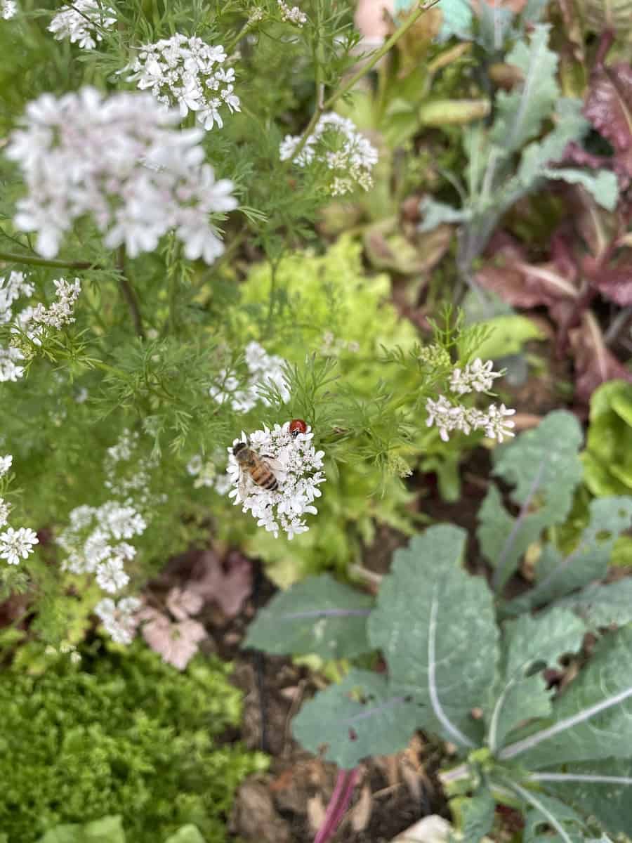 bee and ladybug on cilantro flowers in the garden