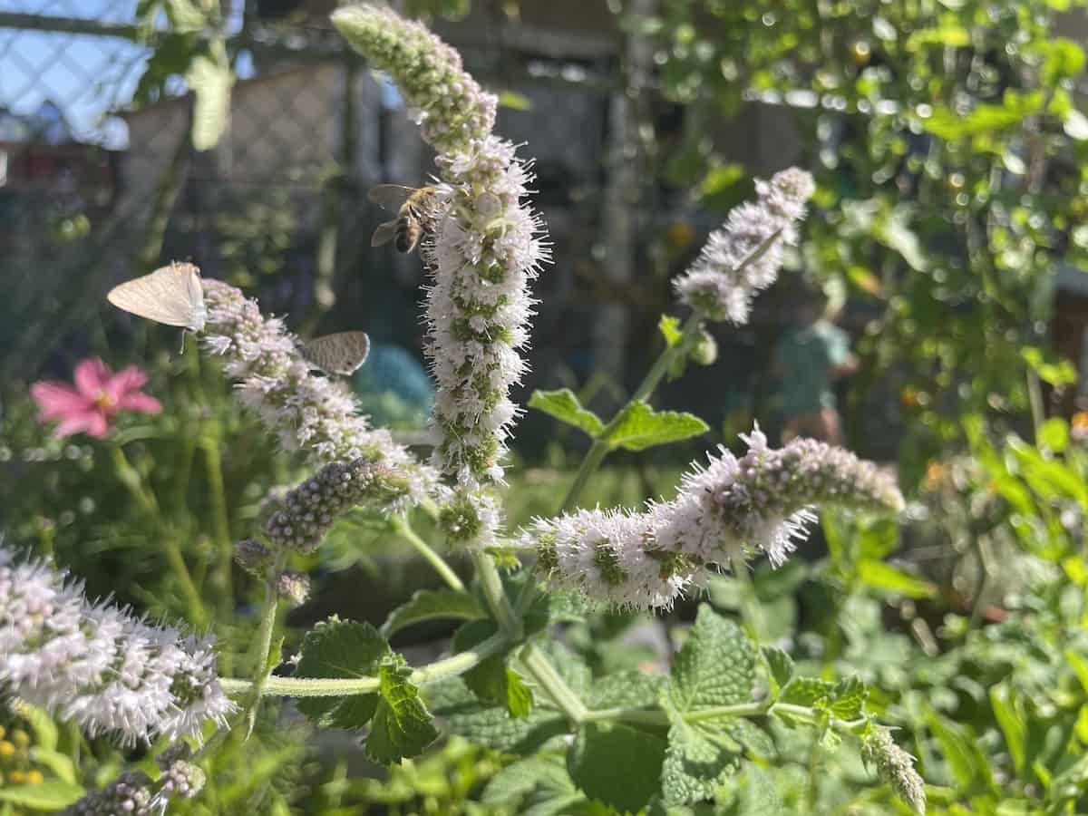bees and moths on mint flowers in garden