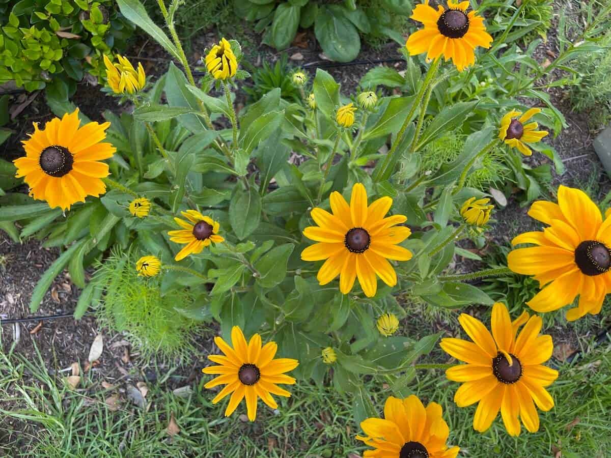 Do Black-Eyed Susans Spread Easily? (What You Need To Know)