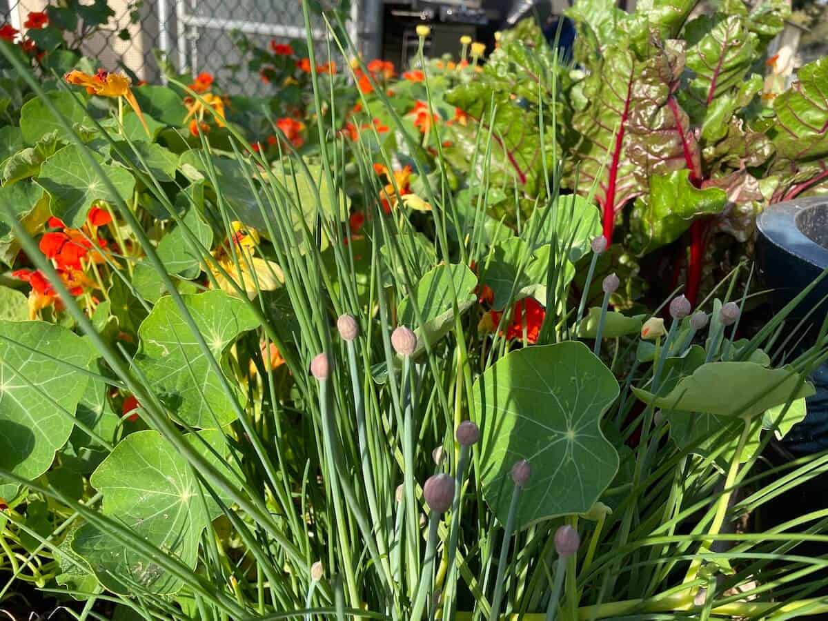 chives with flower buds, chard, nasturtiums