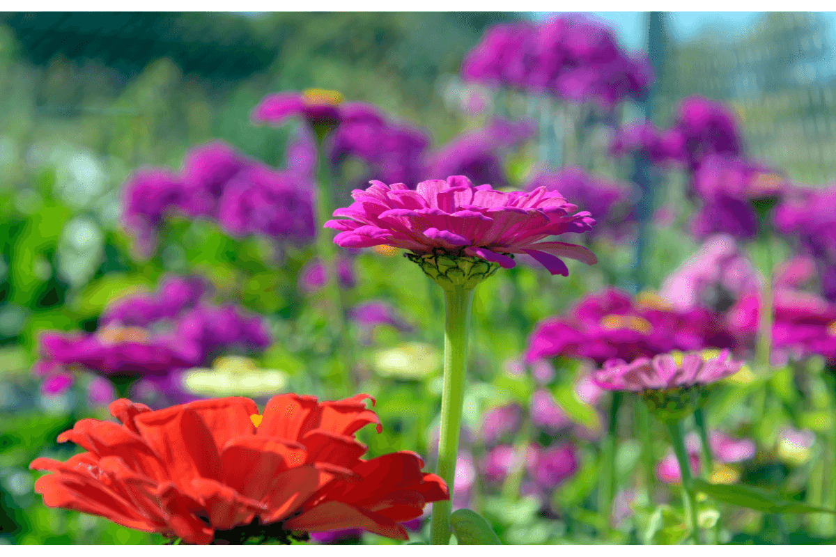 purple and red zinnia flowers