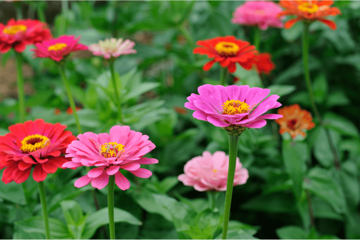 7 Things You Should Know About Zinnia Blooms