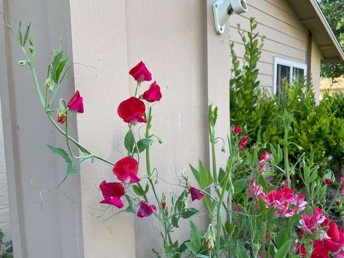 red sweet pea flowers in front of house