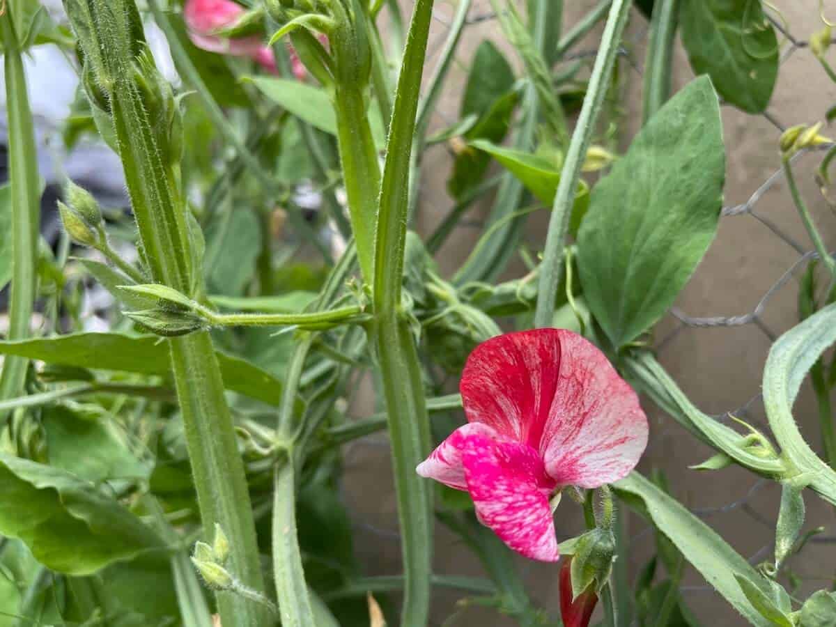 red and white sweet pea blossom