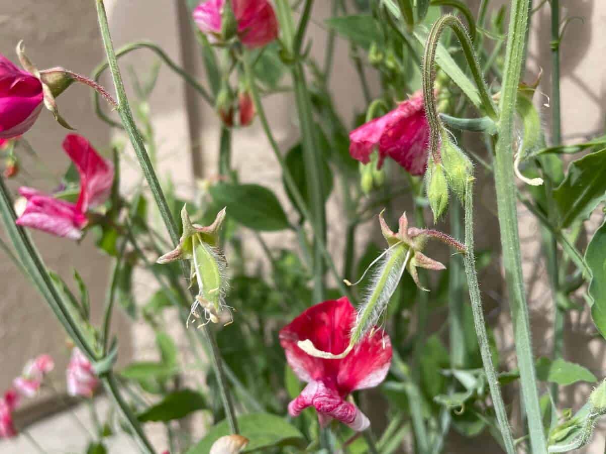 sweet pea flowers with seed pods (1)