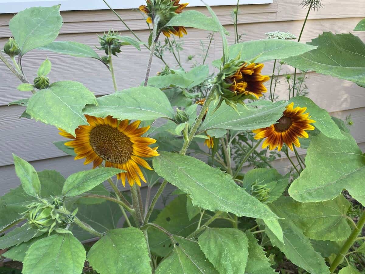 branching sunflower plants