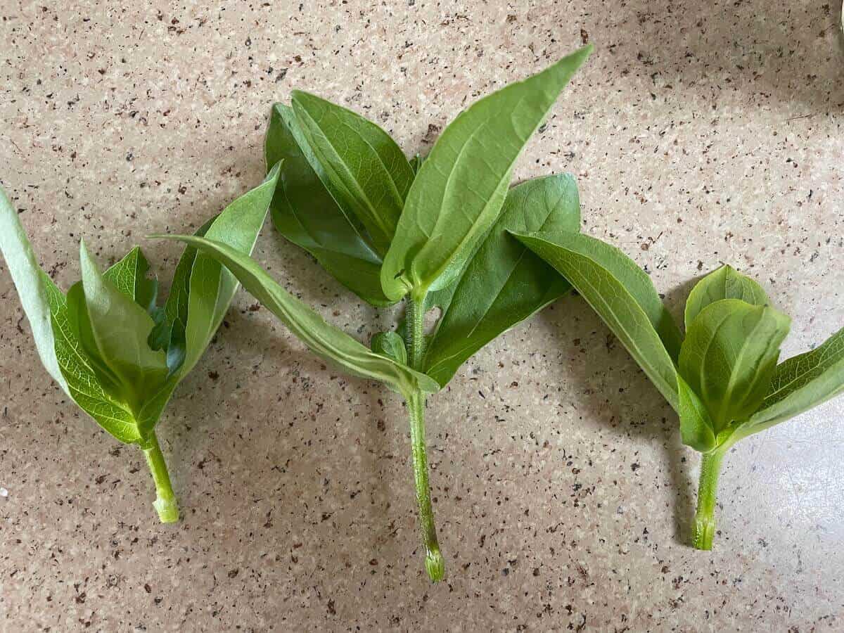 three zinnia stems with leaves, no flowers