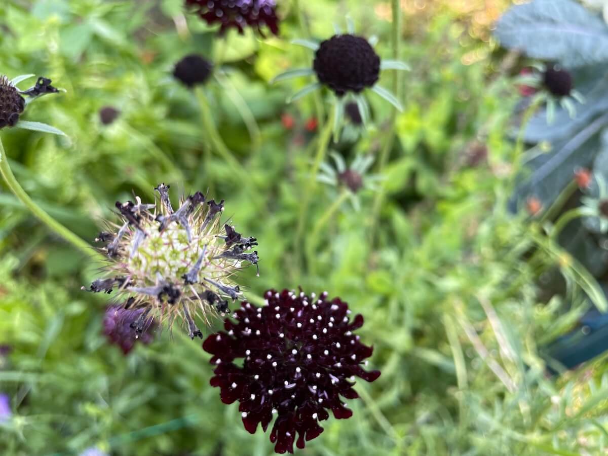 dark purple scabiosa one bloom, one seed head