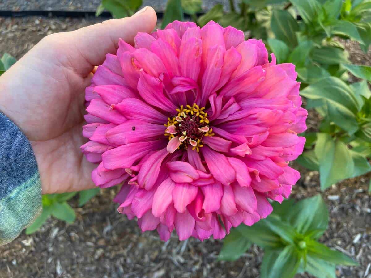 giant pink zinnia flower in a hand
