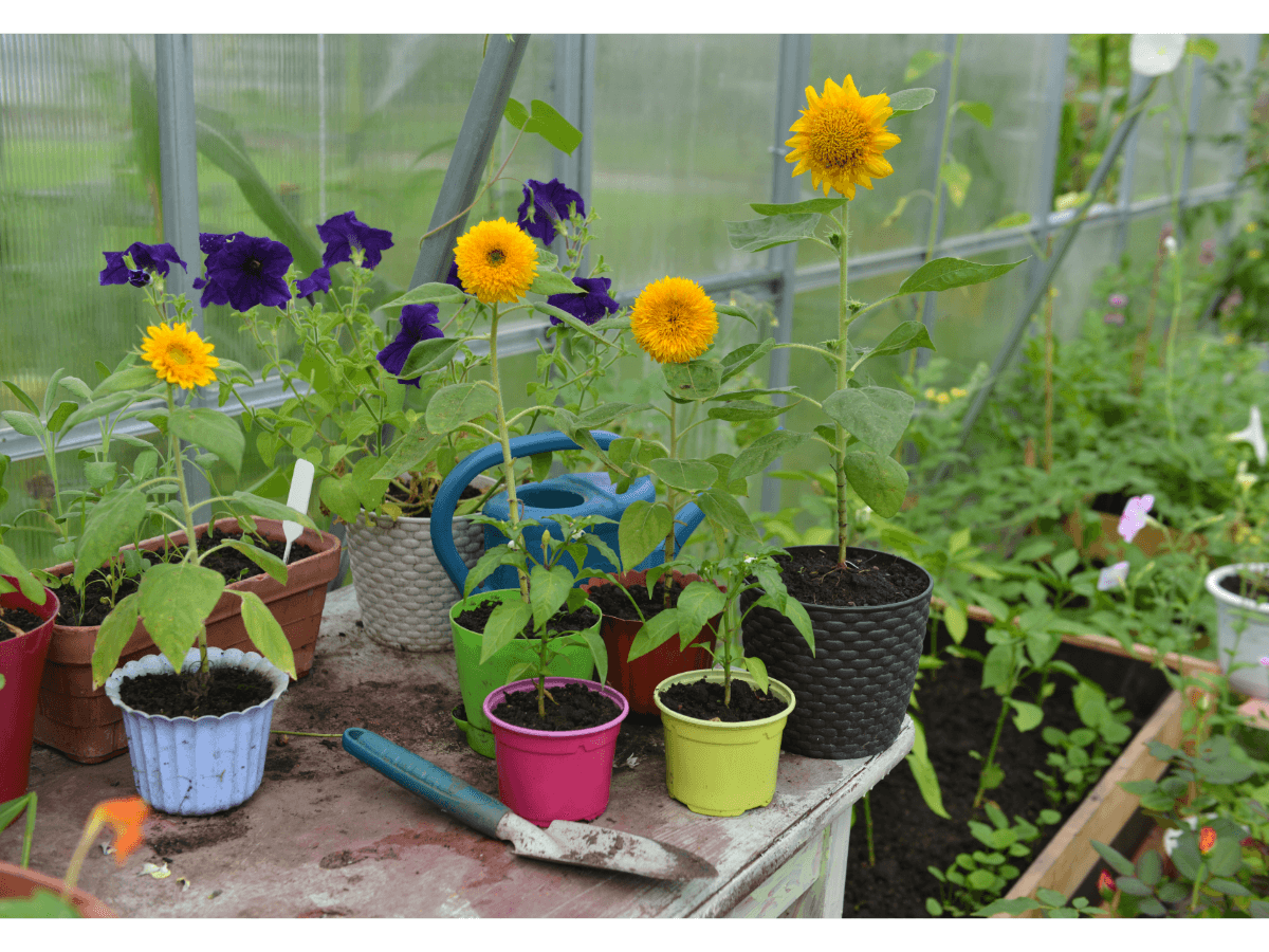 potted sunflowers on greenhouse bench