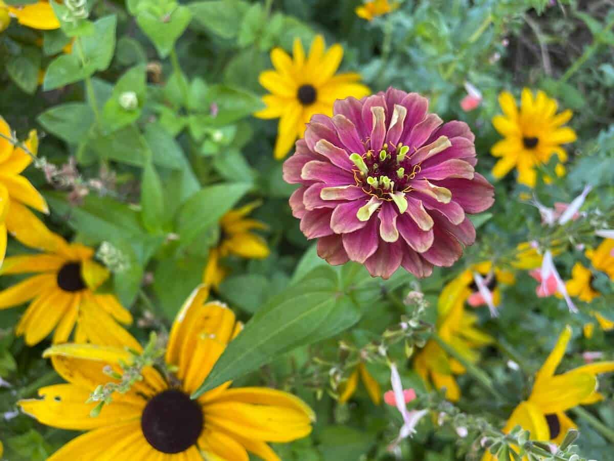 red zinnia with black eyed susan