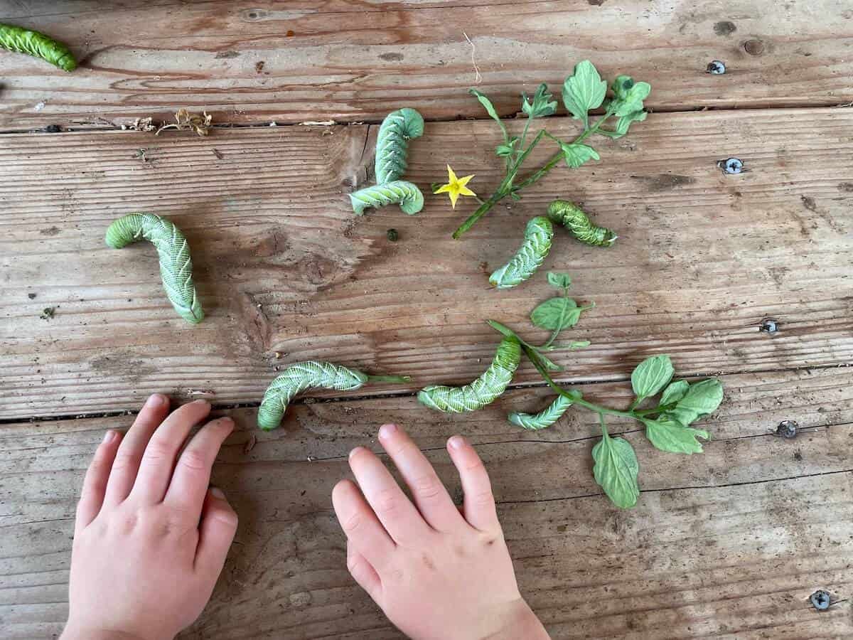 tomato hornworms on wooden table